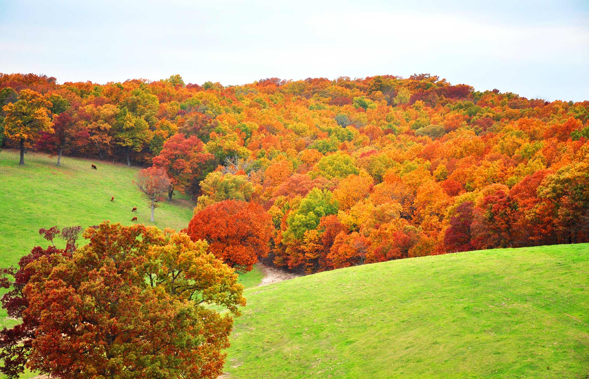 Cabins in Branson, MO | Branson Lodging | Amazing Branson ...