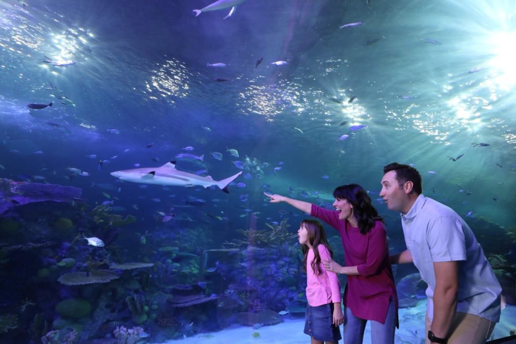 The New Branson Aquarium Rent Branson